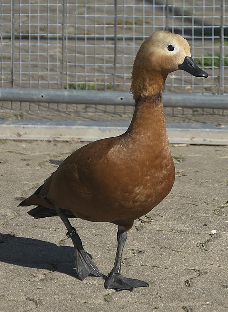 斯坦