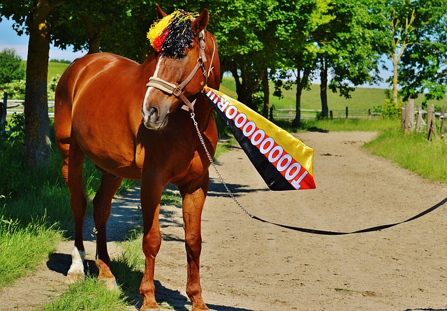 可能拥有自 可能拥有自