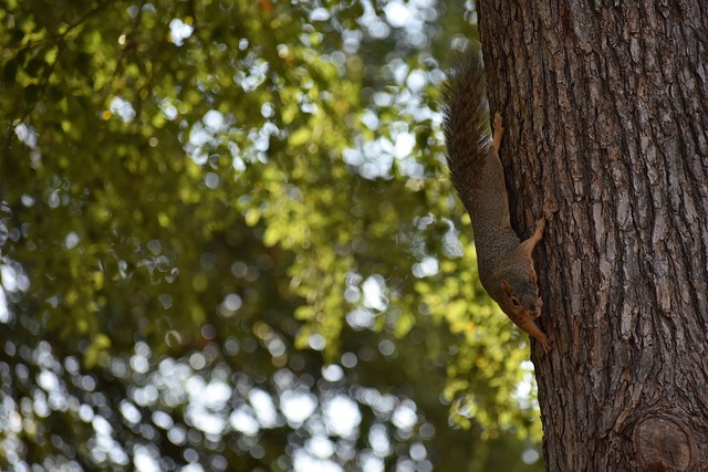 州雄獅的合 州雄獅的合